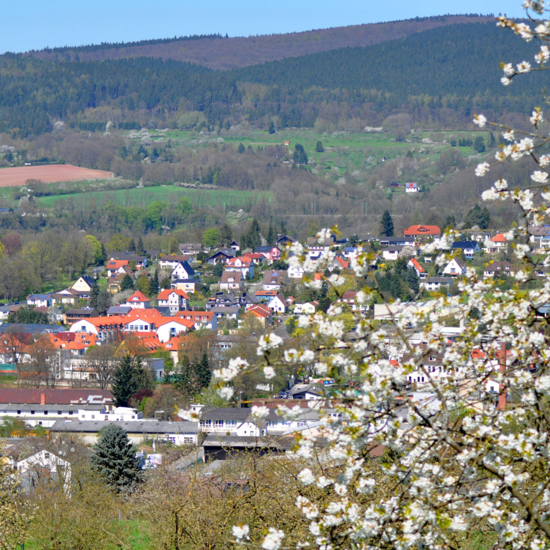 Kirschblüte Witzenhausen